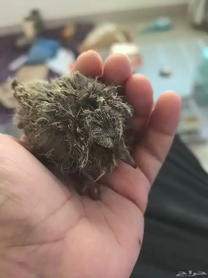 تبني يمامه 0