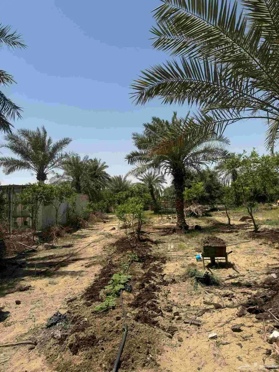 ارض زراعي للبيع الجبيل الصناعيه 7