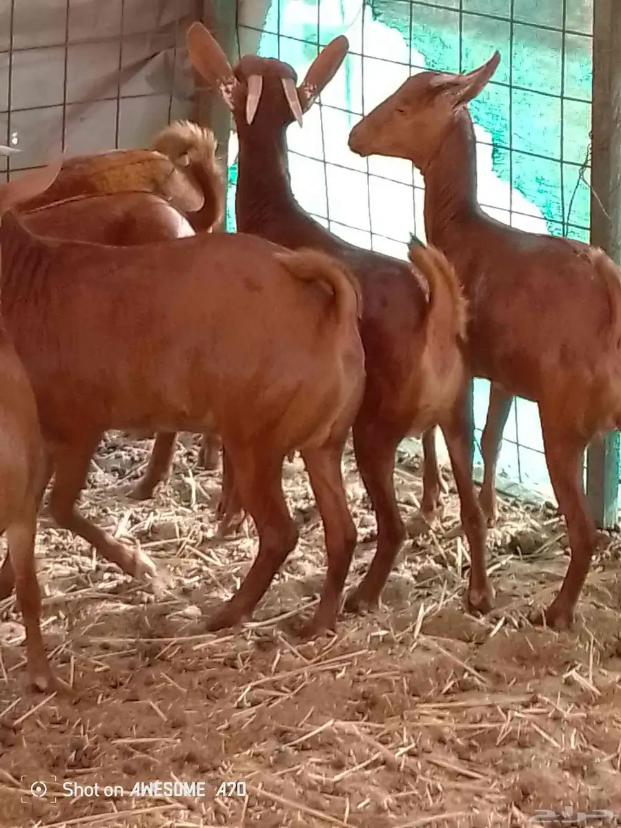 جفار محايليات دهم للبيع الشعيبه جنوب جدة 0