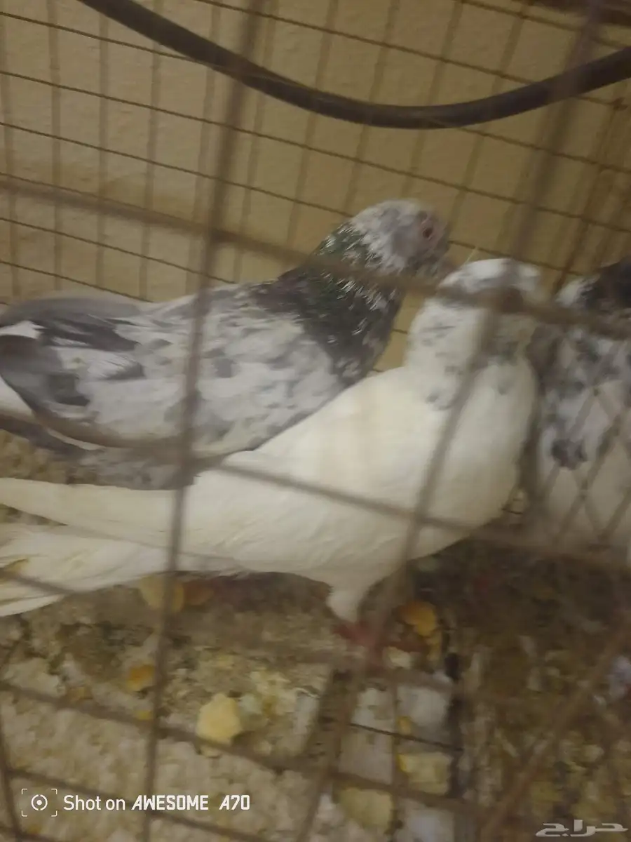 ثلاث ازواج حمام بكستاني 2