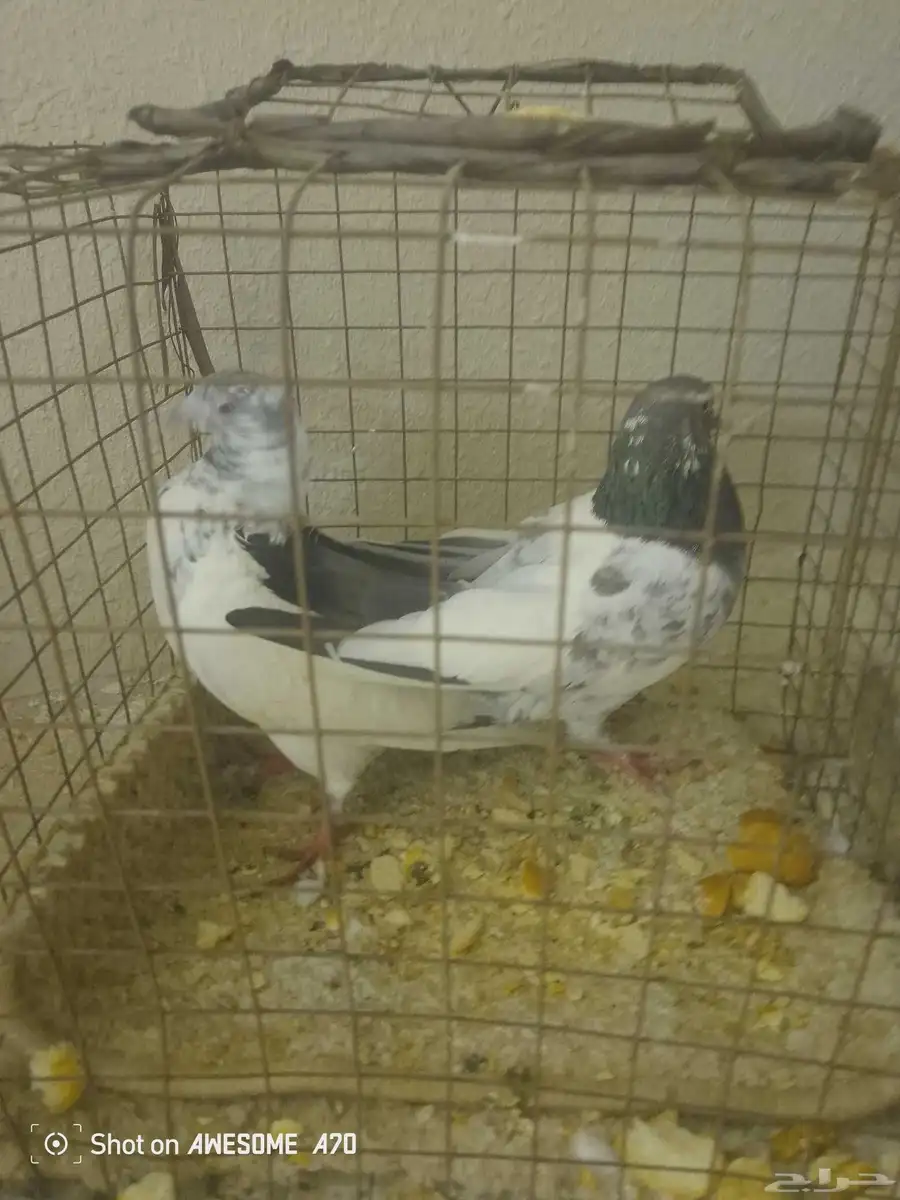 ثلاث ازواج حمام بكستاني 0