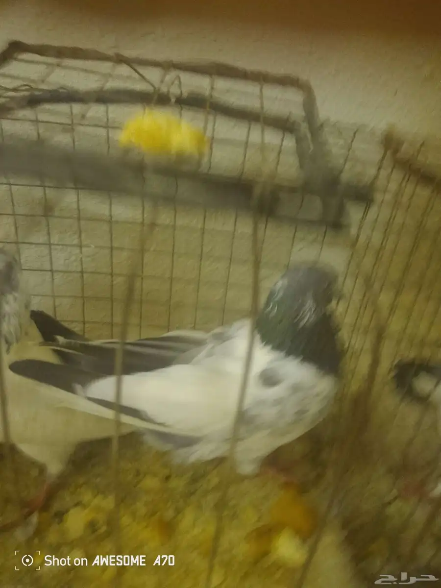 ثلاث ازواج حمام بكستاني 1
