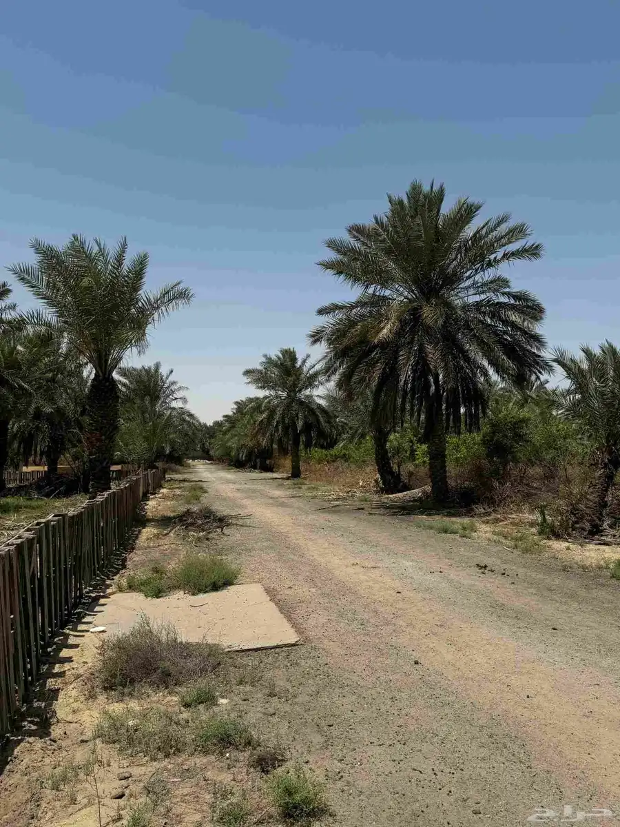 ارض زراعي للبيع الجبيل الصناعيه 8