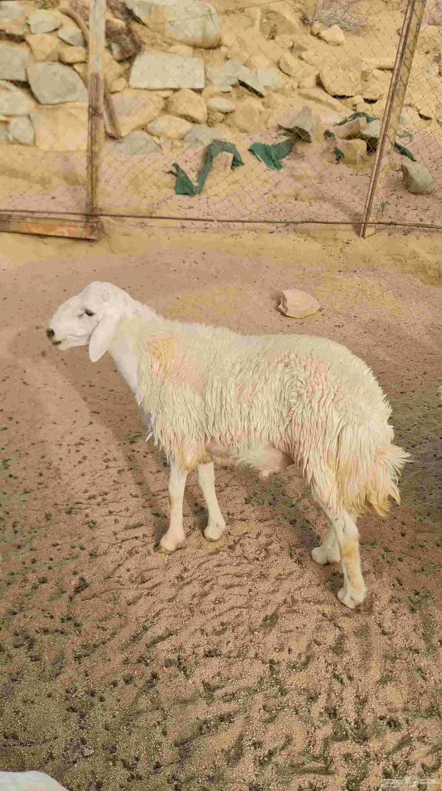 شدا الأعلى ذبيحه طلي 3