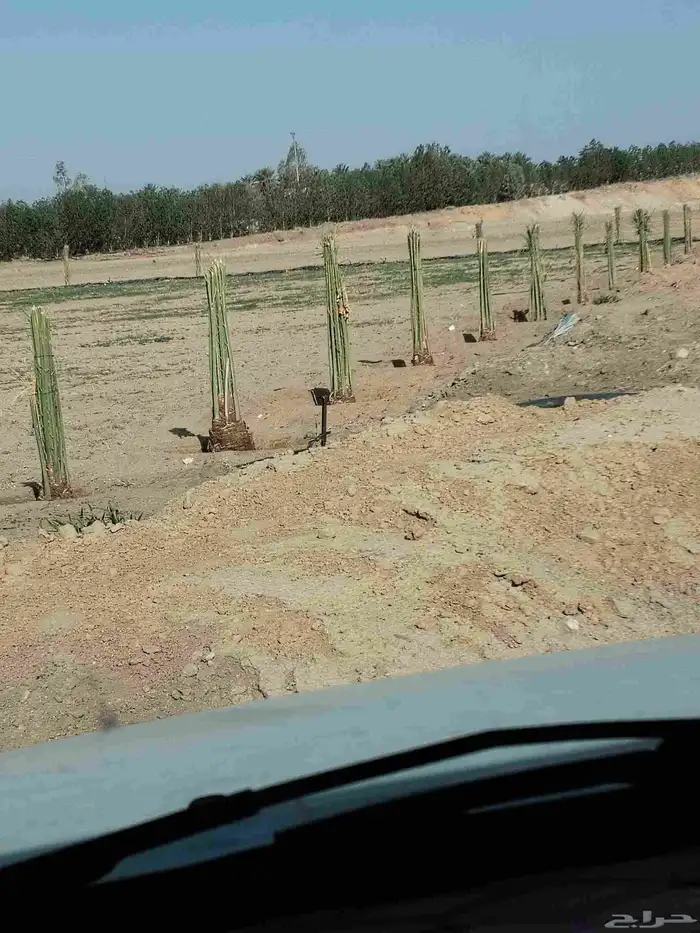 يوجد لدينا جميع انواع النخيل المثمر 0