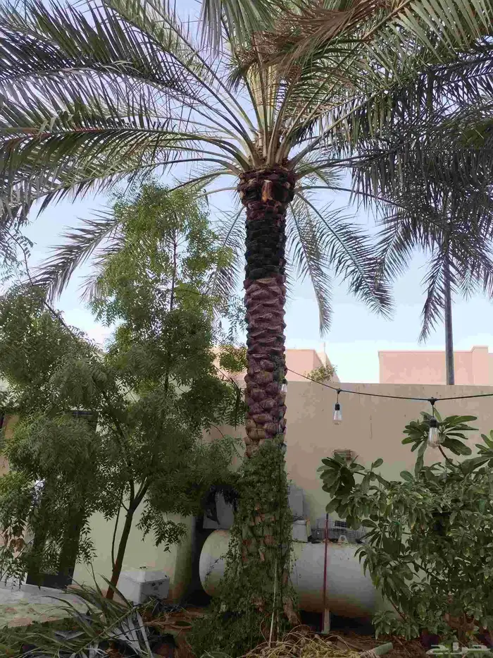تكريب وتشذيب النخل العربي 2