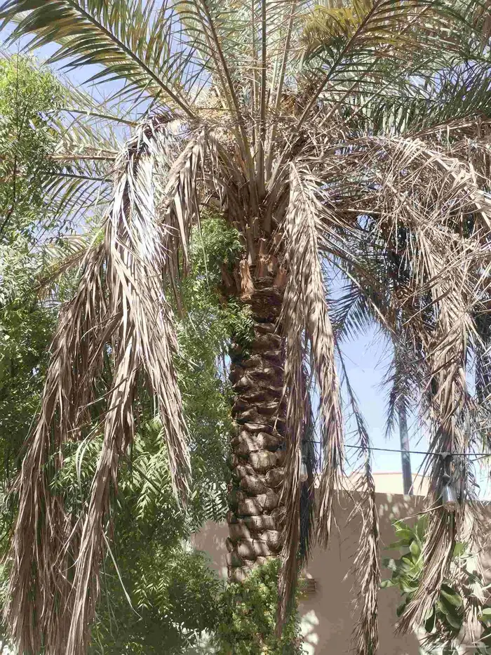 تكريب وتشذيب النخل العربي 0