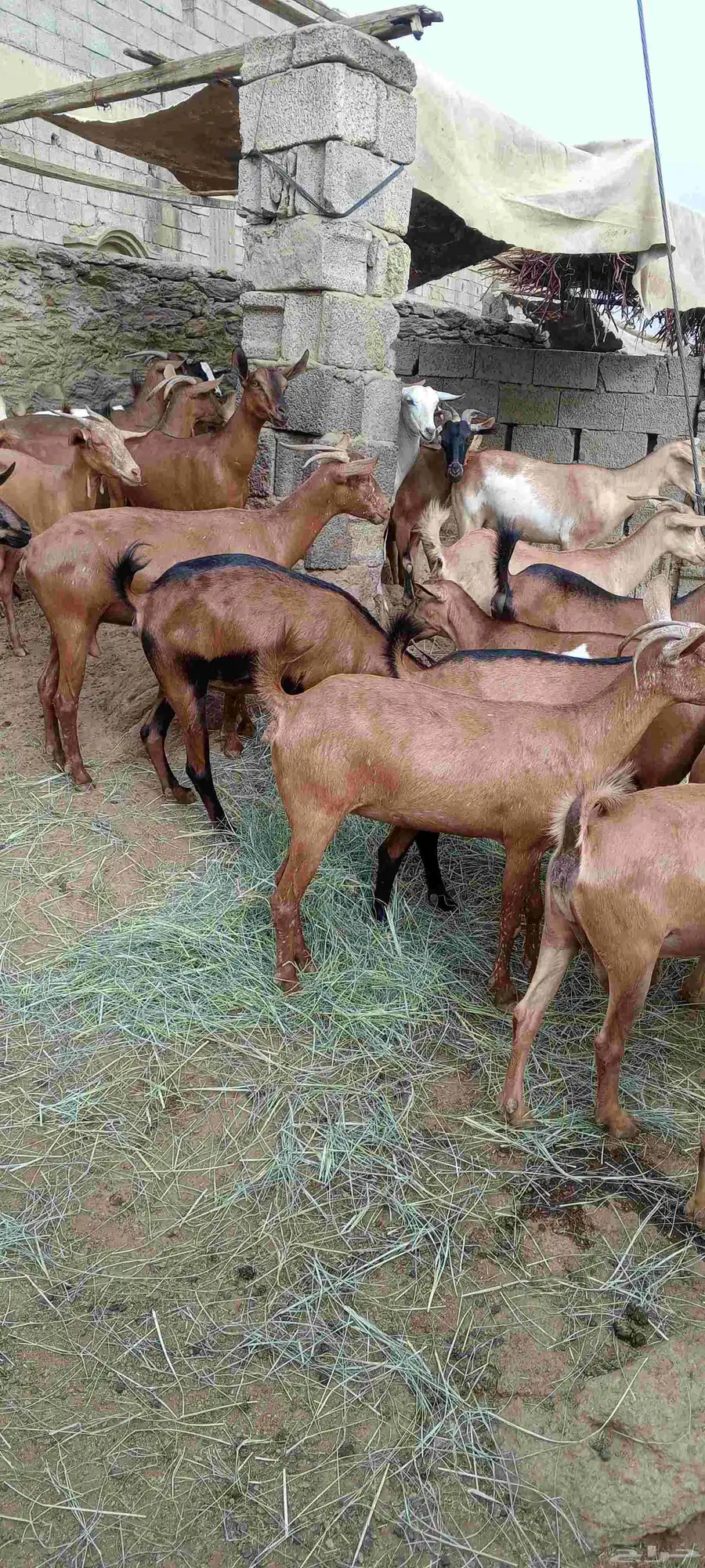 غنم دهم فاخر 6