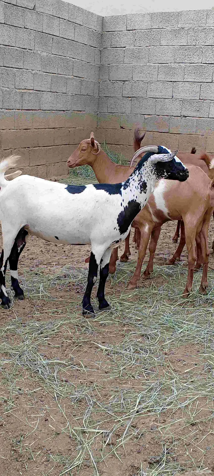 غنم دهم فاخر 4