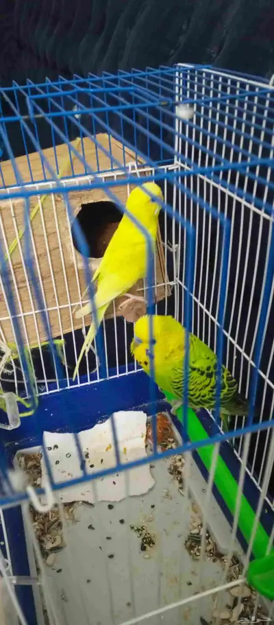 طيور باديجي للبيع مع القفص 0