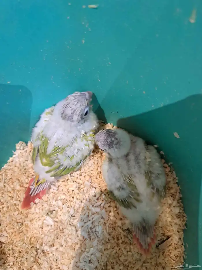 فرخين كنيور تم البيع 4