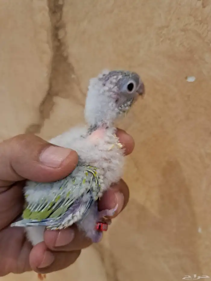 فرخين كنيور تم البيع 0