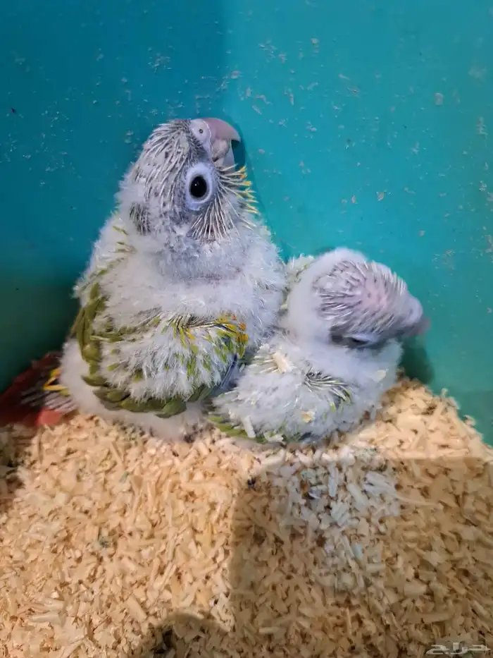 فرخين كنيور تم البيع 5