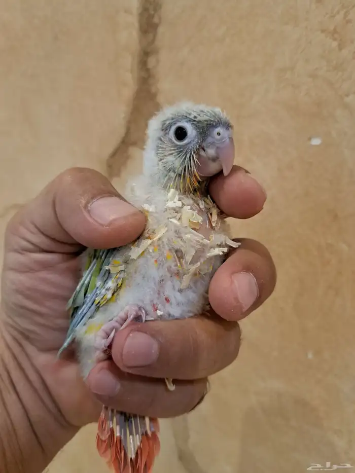 فرخين كنيور تم البيع 2