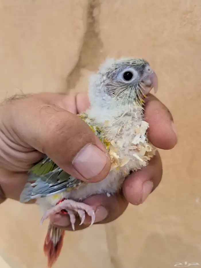 فرخين كنيور تم البيع 1