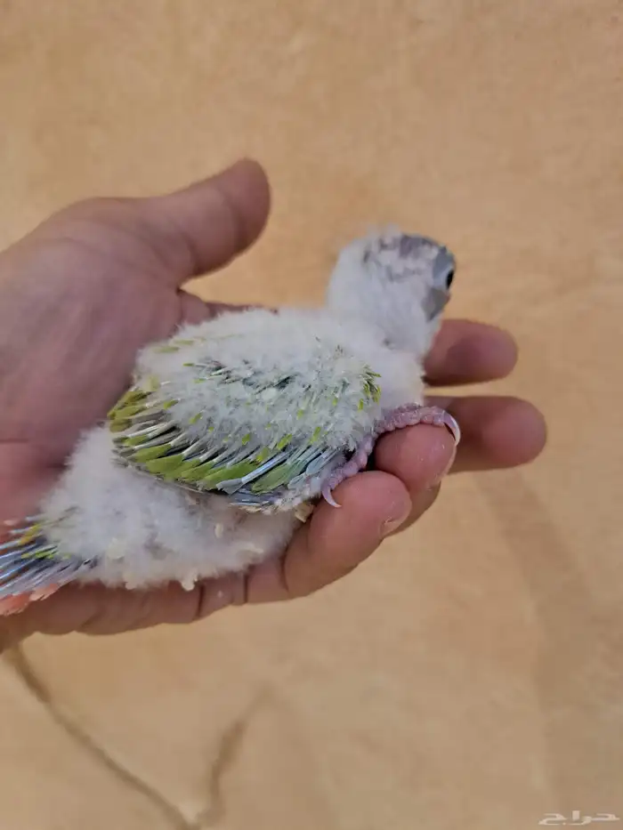 فرخين كنيور تم البيع 3