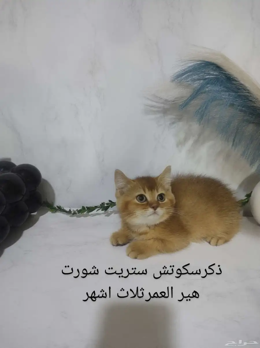 قطط سكوتش ستريت وفولد كيتن للبيع 3