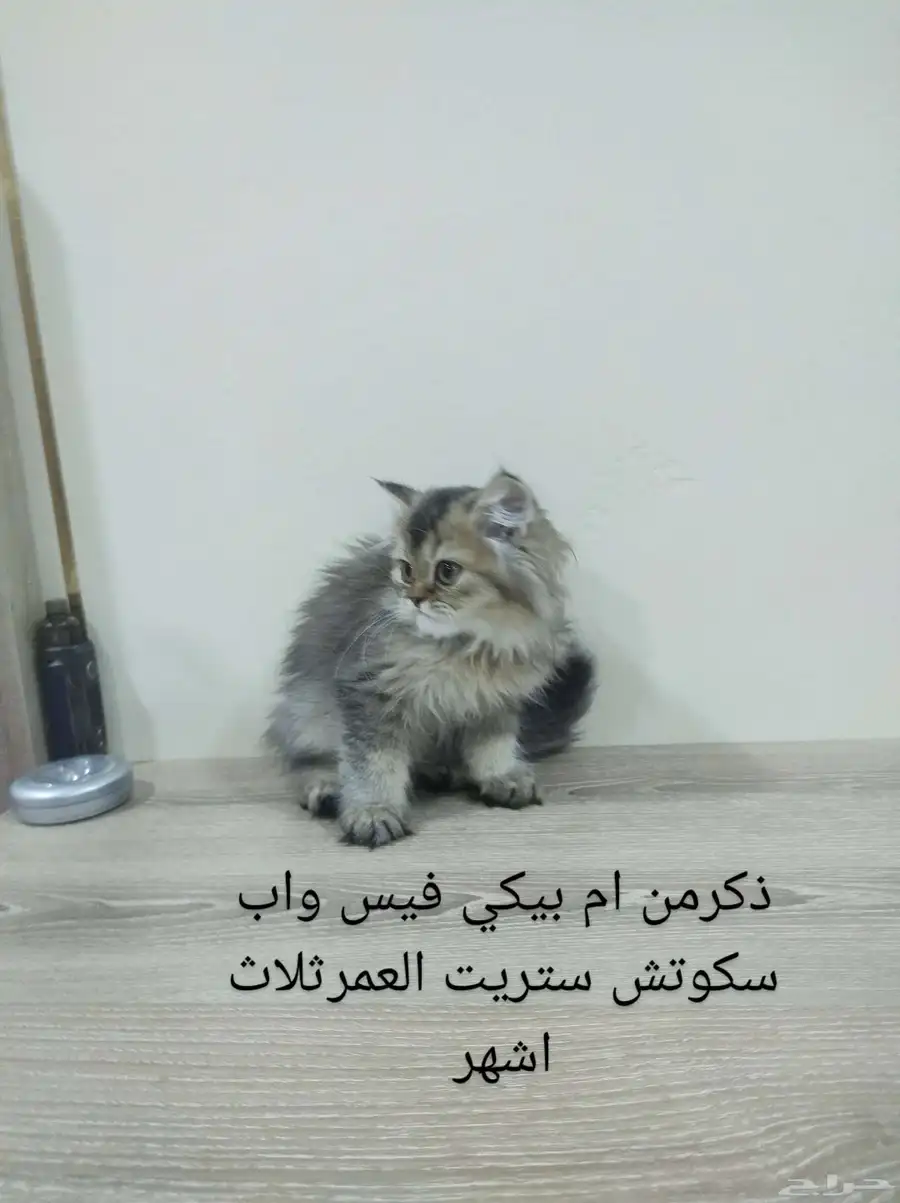 قطط سكوتش ستريت وفولد كيتن للبيع 2