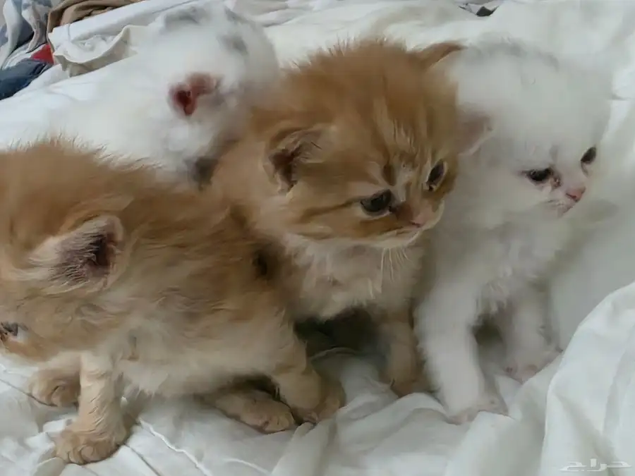 قطط (ام شيرازيه واب سكوتش) 0