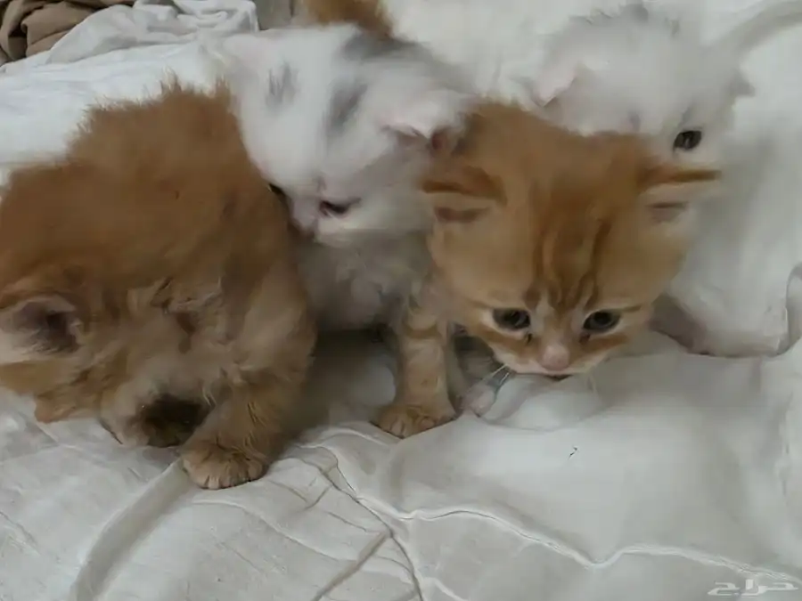 قطط (ام شيرازيه واب سكوتش) 2