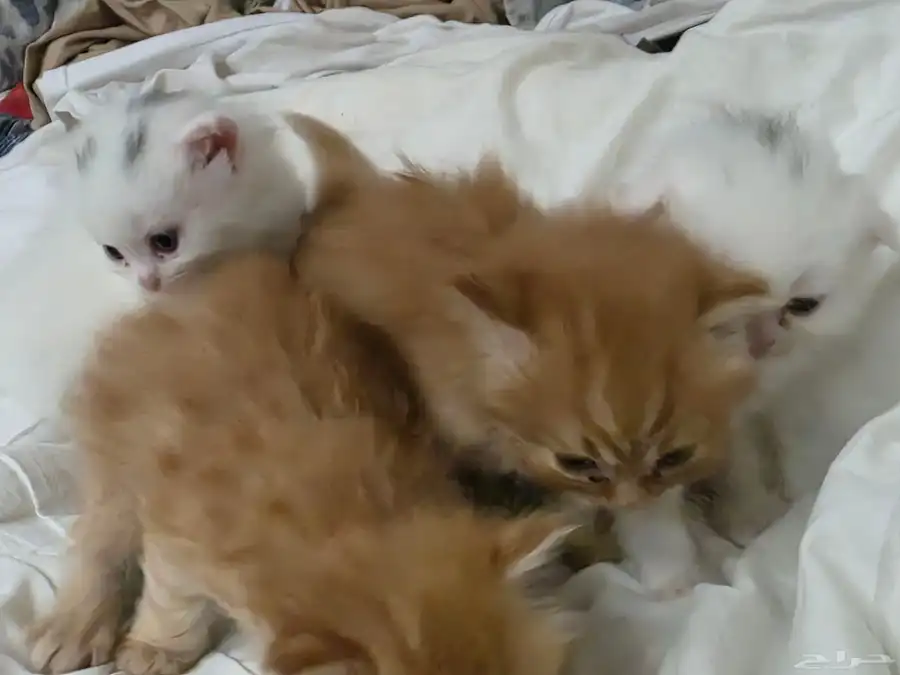 قطط (ام شيرازيه واب سكوتش) 1