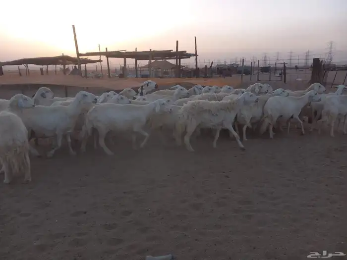 العدد 34 بالفحل معها 5 والباقي دفيع 0