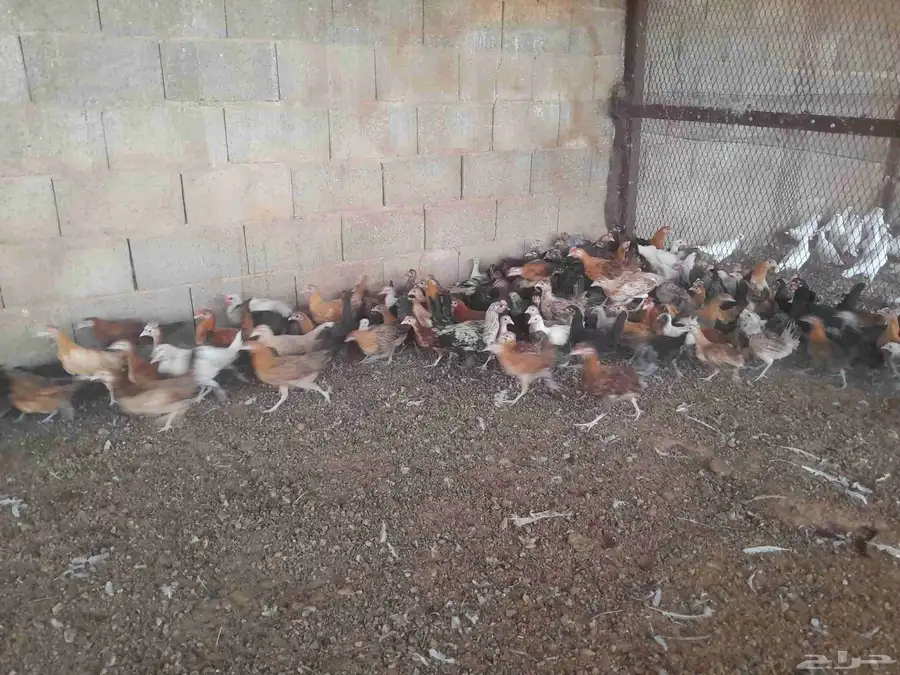 دجاج وديوك في المجمعه 7