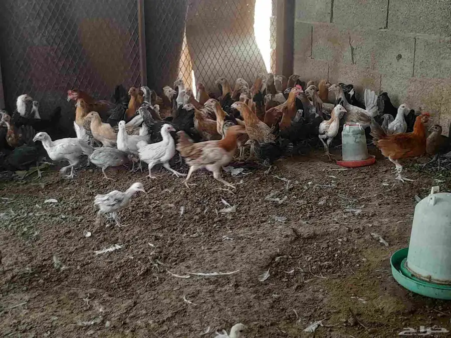 دجاج وديوك في المجمعه 3