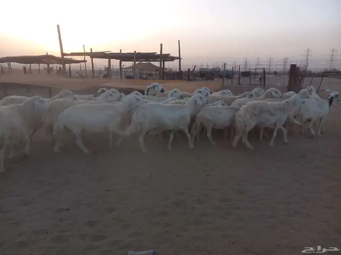 العدد 34 بالفحل معها 5 والباقي دفيع 2