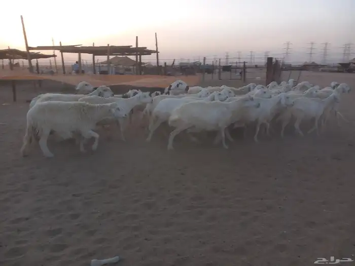 العدد 34 بالفحل معها 5 والباقي دفيع 1