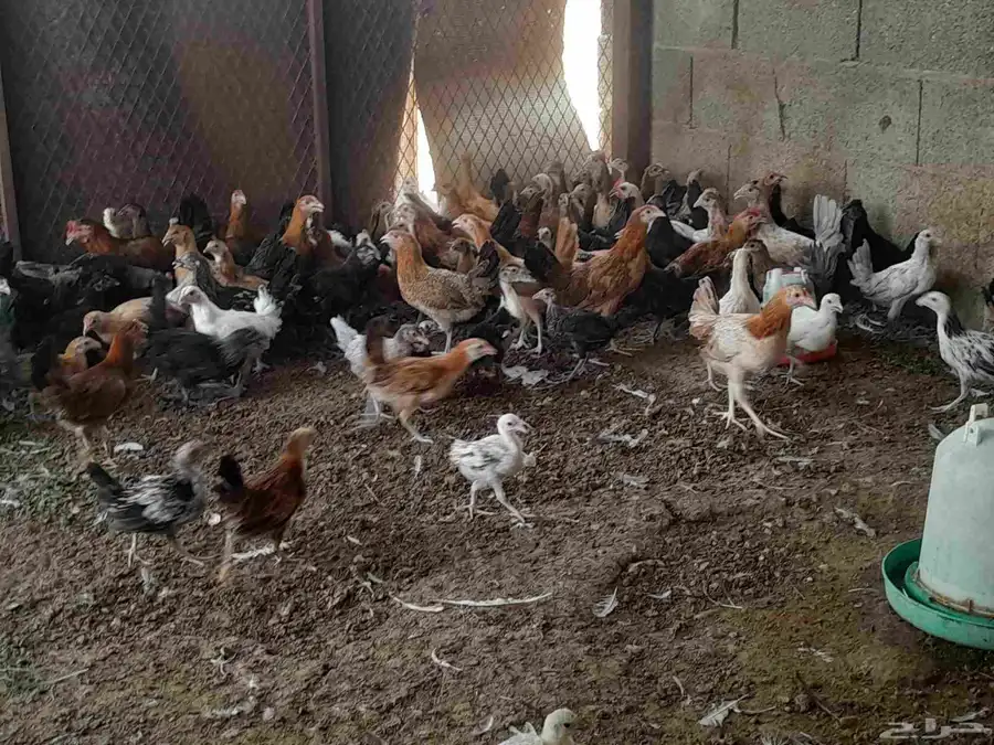 دجاج وديوك في المجمعه 4
