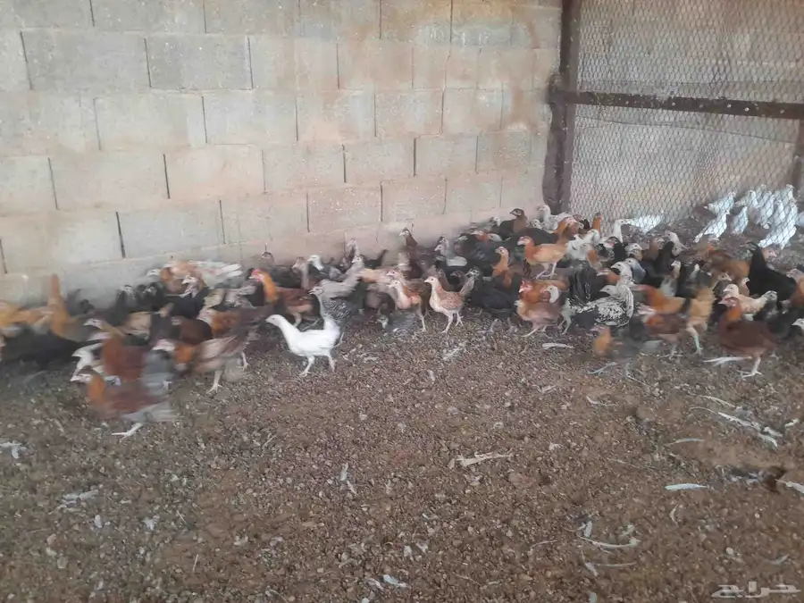 دجاج وديوك في المجمعه 6