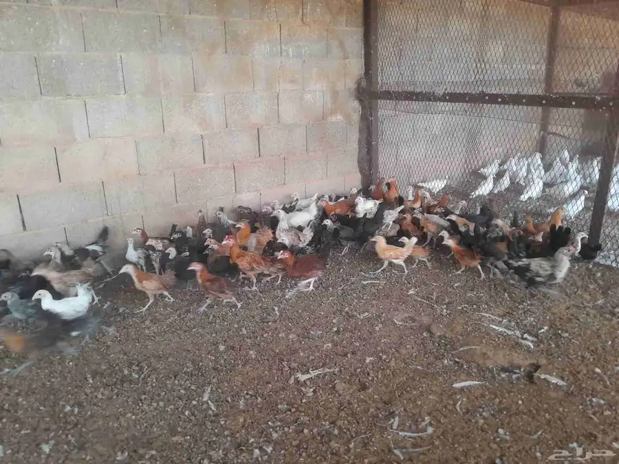دجاج وديوك في المجمعه 5