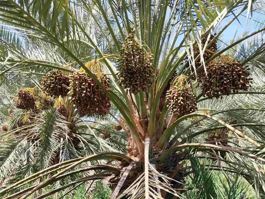 مزرعه للبيع مثمره مزرعه واحده المليليح 4
