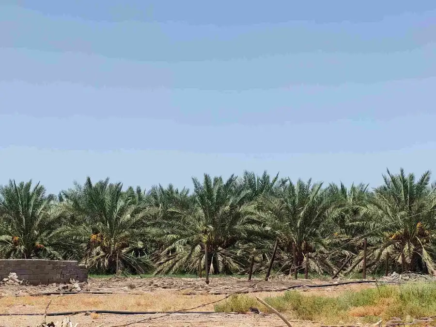 مزرعه للبيع مثمره مزرعه واحده المليليح 1