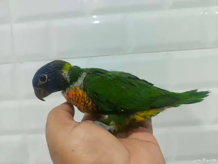 لوري سوانسن 0