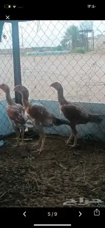 دجاج باكستاني شامو ياباني 0