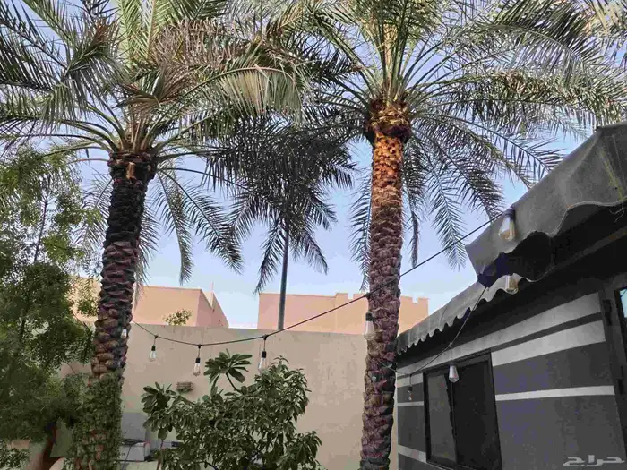 تكريب وتشذيب النخل العربي 3