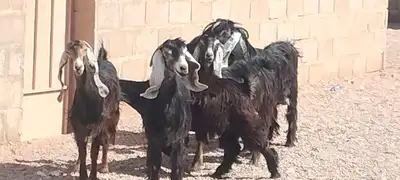 معزه عوارض العدد 6 جذعه وثنية ورباع 4