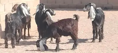 معزه عوارض العدد 6 جذعه وثنية ورباع 7