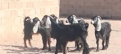 معزه عوارض العدد 6 جذعه وثنية ورباع 9