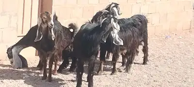 معزه عوارض العدد 6 جذعه وثنية ورباع 1