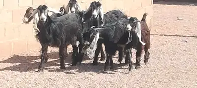 معزه عوارض العدد 6 جذعه وثنية ورباع 2