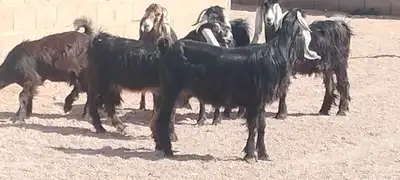 معزه عوارض العدد 6 جذعه وثنية ورباع 5