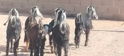 معزه عوارض العدد 6 جذعه وثنية ورباع 6