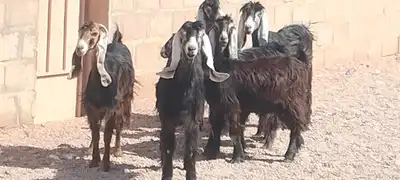 معزه عوارض العدد 6 جذعه وثنية ورباع 0