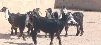 معزه عوارض العدد 6 جذعه وثنية ورباع 8