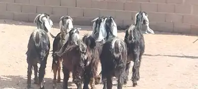 معزه عوارض العدد 6 جذعه وثنية ورباع 3