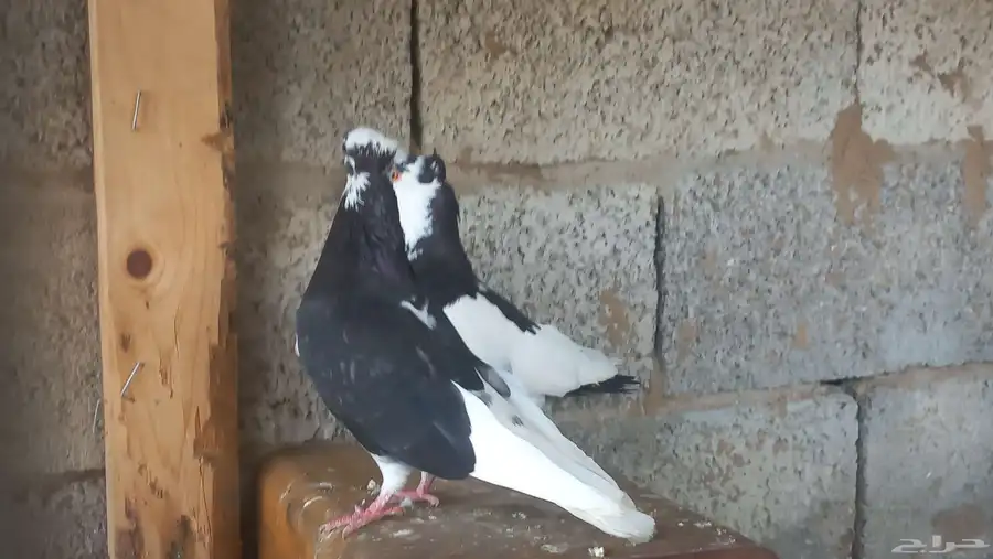 زوج قطايف وقلب جو. وزوج اصل باكستاني اصل 1
