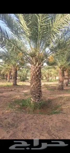 يوجد لدينا جميع أنواع انخيل وجميع المقاسات المختلفه 9